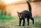 Black furry homeless kitten tuck the tail up