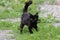 Black furry kitty walking in grass