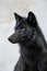 Black furry wild wolf isolated on white background. Generative AI