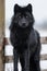 Black furry wild wolf isolated on white background. Generative AI