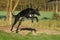 Black Galgo Espanol jumpes