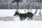 Black Galgo espanol playing during winter