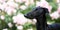 Black Galgo Espanol Puppy