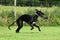 Black Galgo Espanol Puppy retrieves nosebag
