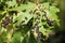 Black galls caused by maple bladder-gall mite or Vasates quadripedes on Silver Maple Acer saccharinum leaf