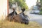 Black garbage bags on grasses at side road beside the house waiting for the rubbish keeper officers to take away