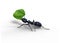 Black Garden Ant Carrying Leaf