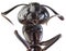 Black Garden Ant Cutout