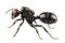 Black garden ant species Lasius niger