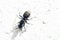 Black Garden Ant Walking on a Wall