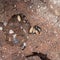 Black garden ants, Lasius niger living under aptio, here with cocoons and larvae of new queens, prior to Flying Ant Day