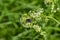 Black garden ants sitting on the Oxythyrea funesta beetle, which feeds of a white bedstraw flowers. Stem of flowering plant with