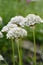 Black garlic Allium nigrum stalks with white flowers
