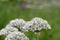 Black garlic Allium nigrum with white flowers