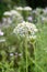 Black garlic Allium nigrum white flowers in a garden