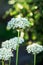 Black garlic in flower, allium nigrum