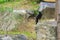 A black gazing crow, perched on a large boulder in a lush Thai garden park.