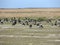 Black geese colony, Branta bernicla, on North Sea