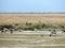 Black geese colony, Branta bernicla, on North Sea