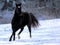 Black Gelding galloping on fresh snow