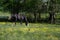 Black gelding grazing in buttercup pasture