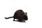 Black gerbil