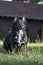 Black German Shepard mix canine dog with white patch of chest hair ears up