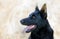 Black German Shepherd - Alert Profile Portrait