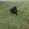 Black German Shepherd with ball