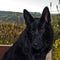 Black german shepherd dog