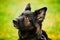 Black German Shepherd Dog or Alsatian Wolf Dog