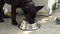 Black German shepherd eating dog food from a dog bowl