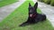 Black German shepherd on green grass.