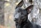 Black German Shepherd Malinois mix breed dog. Dog rescue pet adoption photo for humane society animal shelter. Stock sales support