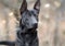 Black German Shepherd Malinois mix breed dog outside on leash