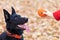 Black german shepherd performing the command to wait with the ball. obedience training dog.