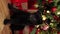 a black German Shepherd puppy sits on the floor against the background of a Christmas tree and gifts.