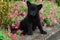 Black German Shepherd puppy sitting in colorful summer flowerbed