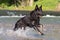 Black German Shepherd retrieving ball from water, Italy
