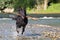 Black German Shepherd retrieving branch from water, Italy