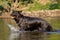 Black German Shepherd retrieving object from water, Italy