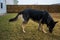 Black german shepherd sniffing the grass