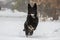 Black German Shepherd training in the snow, Italy