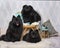 Black German Spitz dogs sitting on chair in studio, portrait