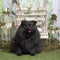 Black german spitz sitting