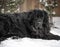 Black giant breed newfoundland dog laying in snow.