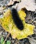 A black giant leopard caterpillar crawling