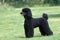 BLACK GIANT POODLE, ADULT STANDING ON GRASS