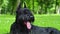 Black giant schnauzer dog lies on green grass with tongue out.