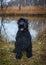 Black giant schnauzer in nature. Portrait of a pet
